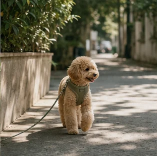 Editorial image of life with dogs and their care
