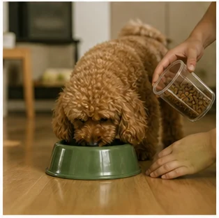 Editorial image of life with dogs and their care